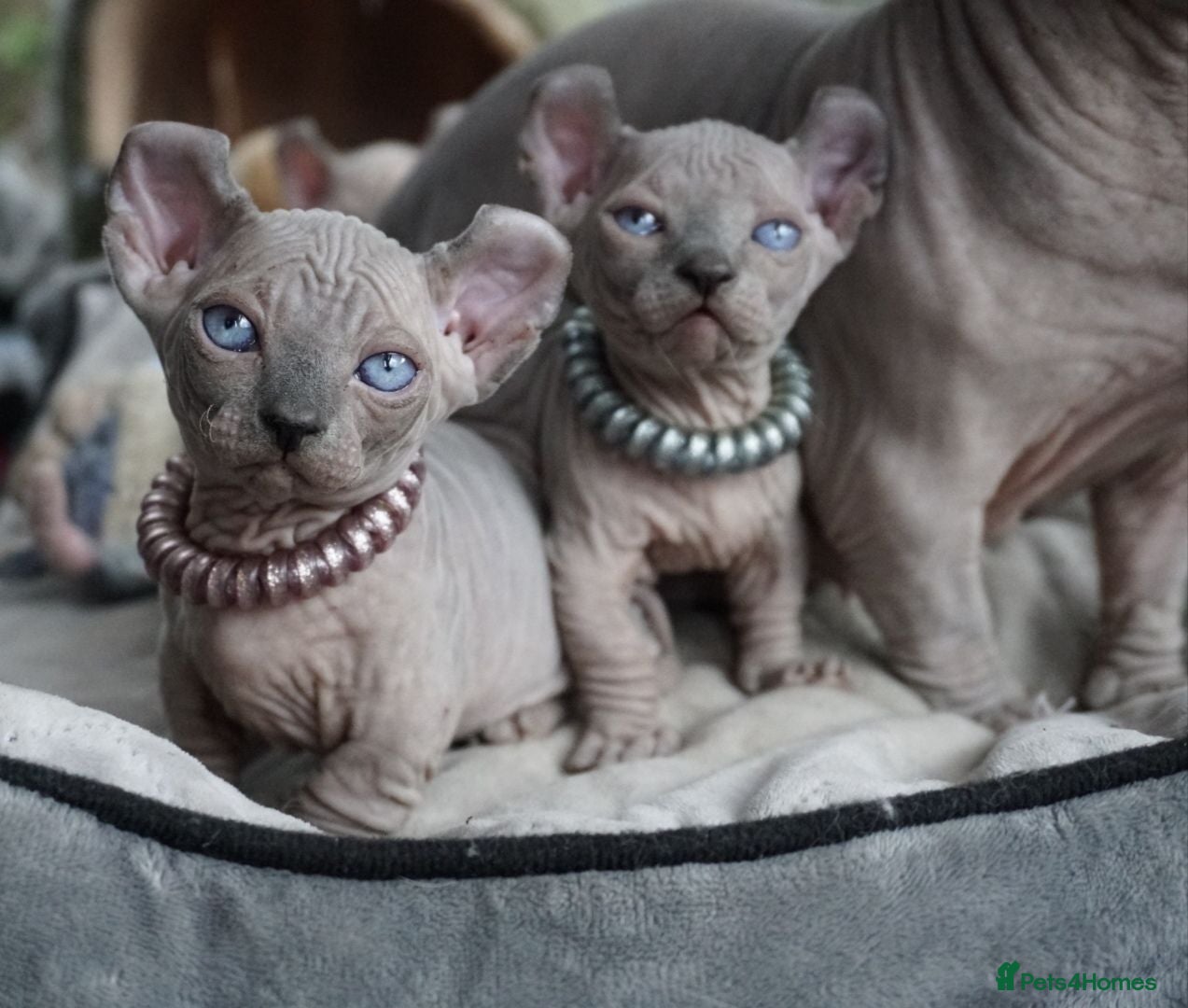 Sphynx cats Dwelf and Elf kittens for the best homes.  - Advert 2