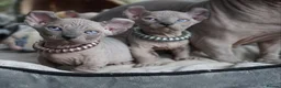 Dwelf cats for sale: Dwelf and Elf kittens for the best homes.  - Advert 13