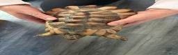 Tortoise reptiles for sale: Marinated tortoise  - Advert 2