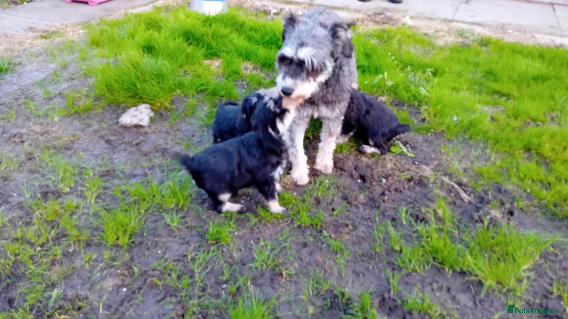 Schnoodle dogs Schnoodle pups  - Advert 1