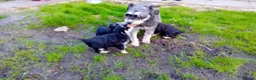 Schnoodle dogs for sale: Schnoodle pups  - Advert 1