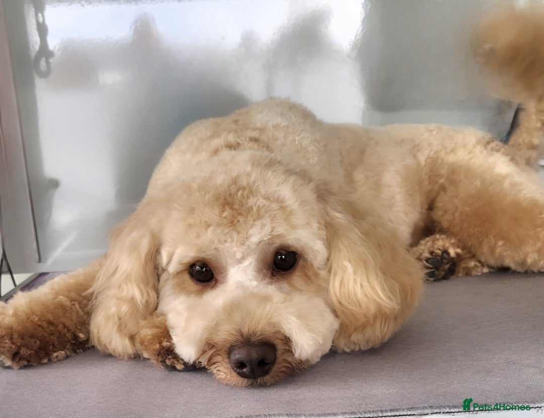Cavapoo dogs for sale: Cavapoo 1 year female - Image 4