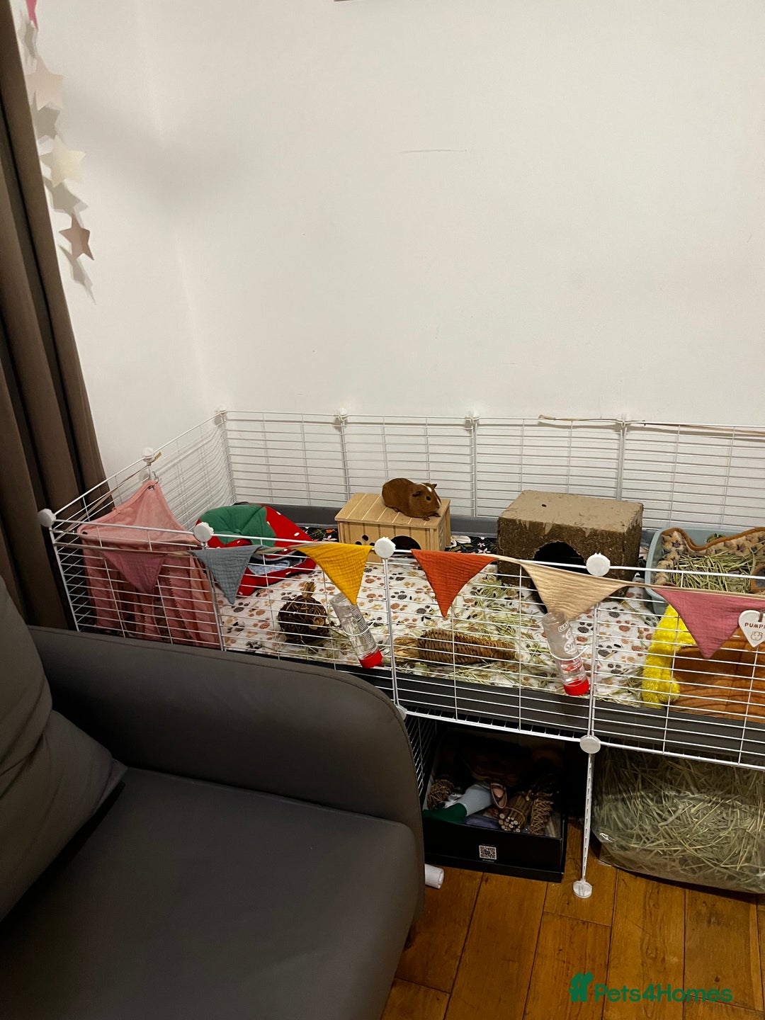 Guinea Pig rodents for sale: Bonded Male Guinea Pigs for Rehoming - Image 5
