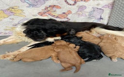 Cavapoo dogs for sale: F1 Health tested Cavapoos  - Image 4