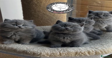 British Shorthair cats - Advert 2