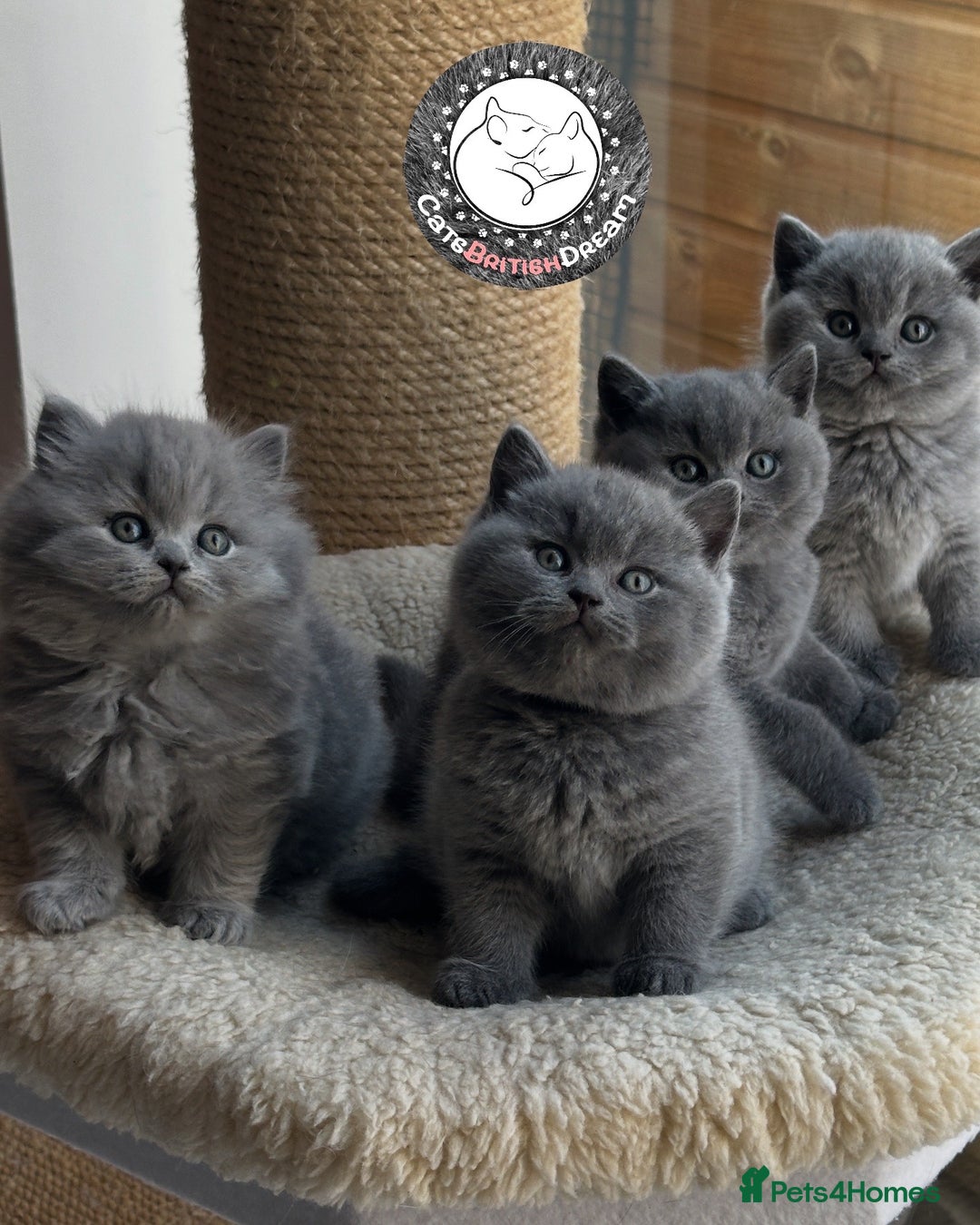 British Shorthair cats for sale: 🏆Champions line🏆BSH Blue kittens  - Image 7