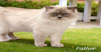 Ragdoll cats Gorgeous Fluffy Ragdoll Kittens  - Advert 11