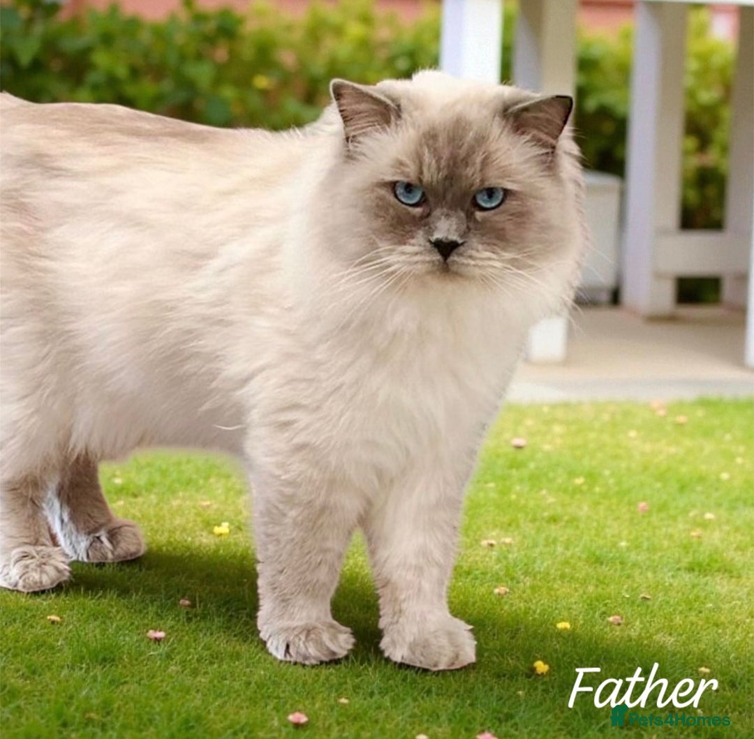 Ragdoll cats for sale: Gorgeous Fluffy Ragdoll Kittens  - Advert 2