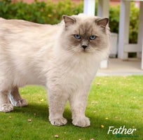 Ragdoll cats Gorgeous Fluffy Ragdoll Kittens - Advert 1