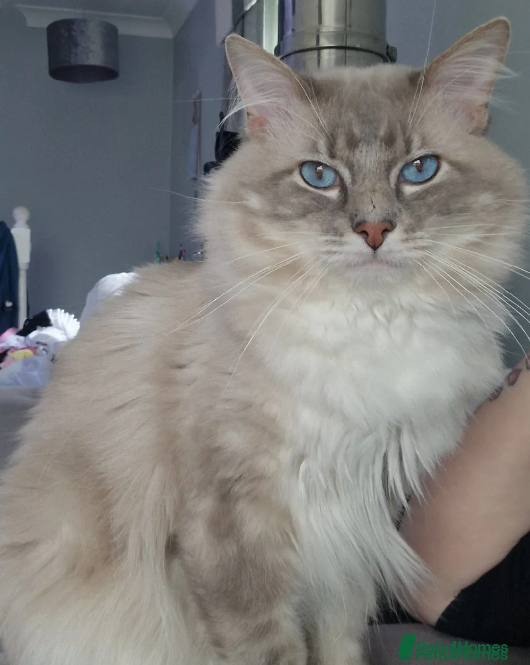 Ragdoll cats for sale: Ragdol kitten  - Advert 10