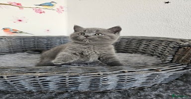 British Shorthair cats - Advert 6