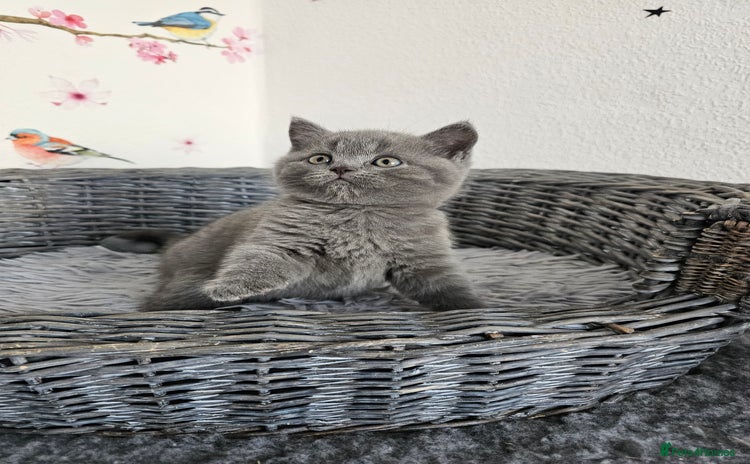 British Shorthair cats - Advert 10