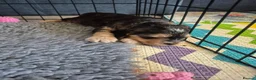 Cockapoo dogs for sale: 🐾 Beautiful F1 Cockapoo Puppies 🐾  - Advert 18