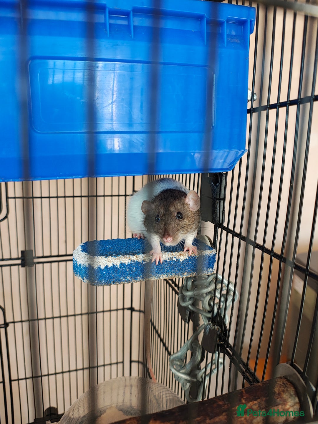 Rat rodents for sale: 3 female rats for re-home  - Image 3