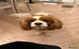 Cavalier King Charles Spaniel dogs for sale: Loving Female Cavalier  Looking for a New Home in Orpington - Image 4