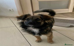 Mixed Breed dogs for adoption: 💖🐶 JENNY 🐶💖 - Image 9