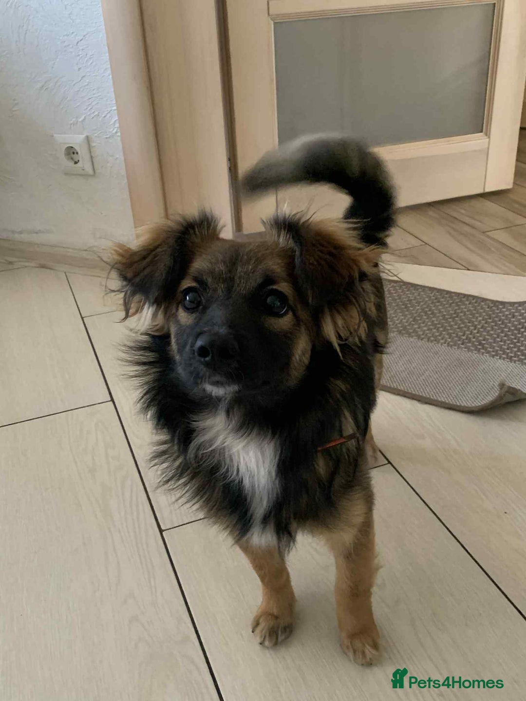 Mixed Breed dogs for adoption: 💖🐶 JENNY 🐶💖 - Image 9