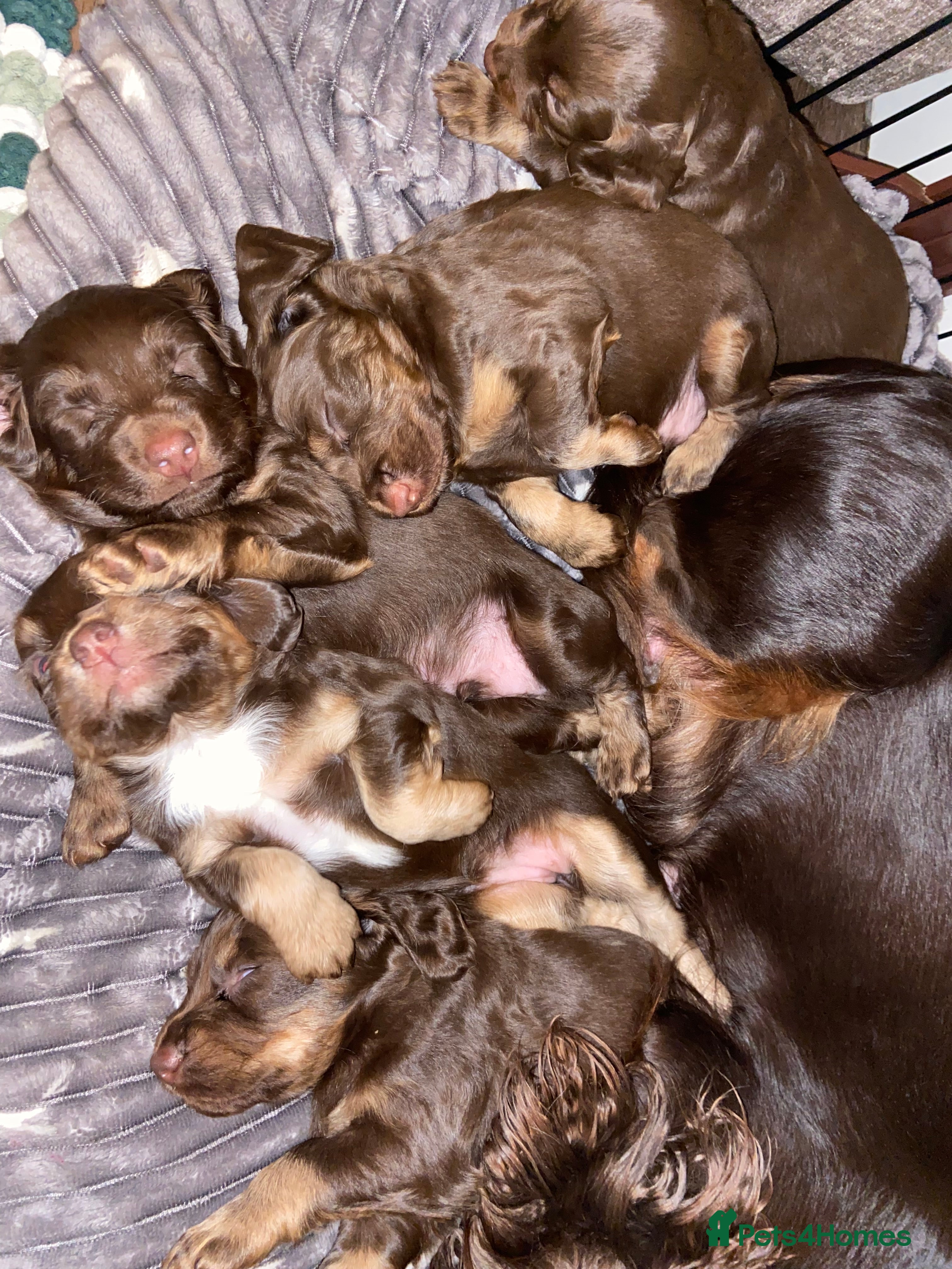 Cocker Spaniel dogs Tri colour working cocker spaniel puppies  - Advert 5