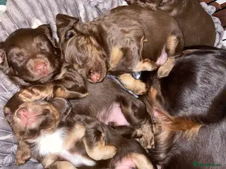 Cocker Spaniel dogs Tri colour working cocker spaniel puppies - Advert 5