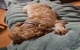 Cockapoo dogs for sale: 4yr old cockapoo female - Image 3