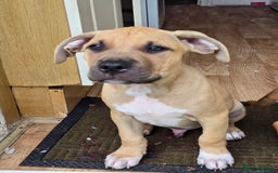 Mixed Breed dogs for sale: 💎 Stunning Brindle Bully Pups – Rare, Ready Now! - Image 4