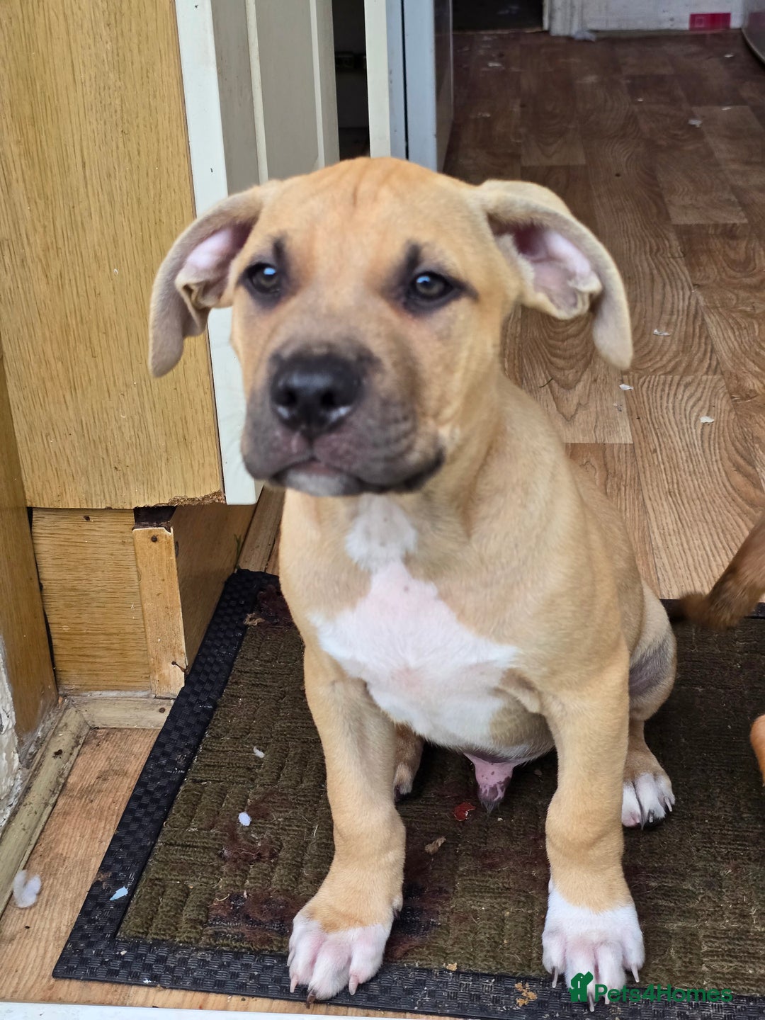 Mixed Breed dogs for sale: 💎 Stunning Brindle Bully Pups – Rare, Ready Now! - Image 4