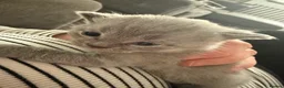 British Shorthair cats for sale: British Shorthair Kittens **Ready Now!** - Advert 9