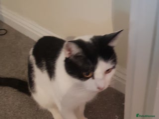 Mixed Breed cats 2 cats for adoption - Advert 2