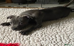 Staffordshire Bull Terrier dogs for sale: 🐾Reduced♥️World Famous Samtan Dozer & C in Swansea - Image 29