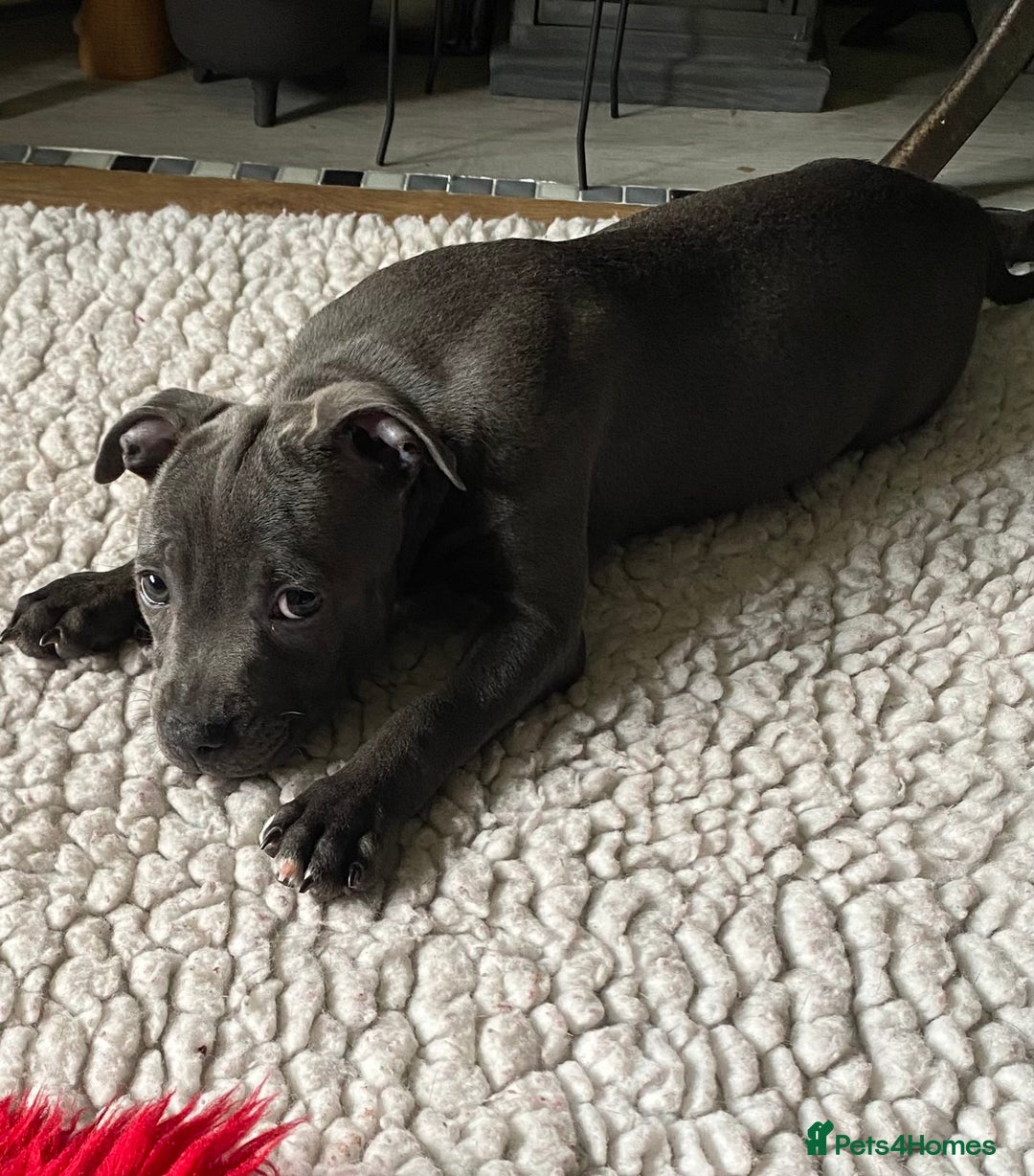 Staffordshire Bull Terrier dogs for sale: 🐾Reduced♥️World Famous Samtan Dozer & C in Swansea - Image 29
