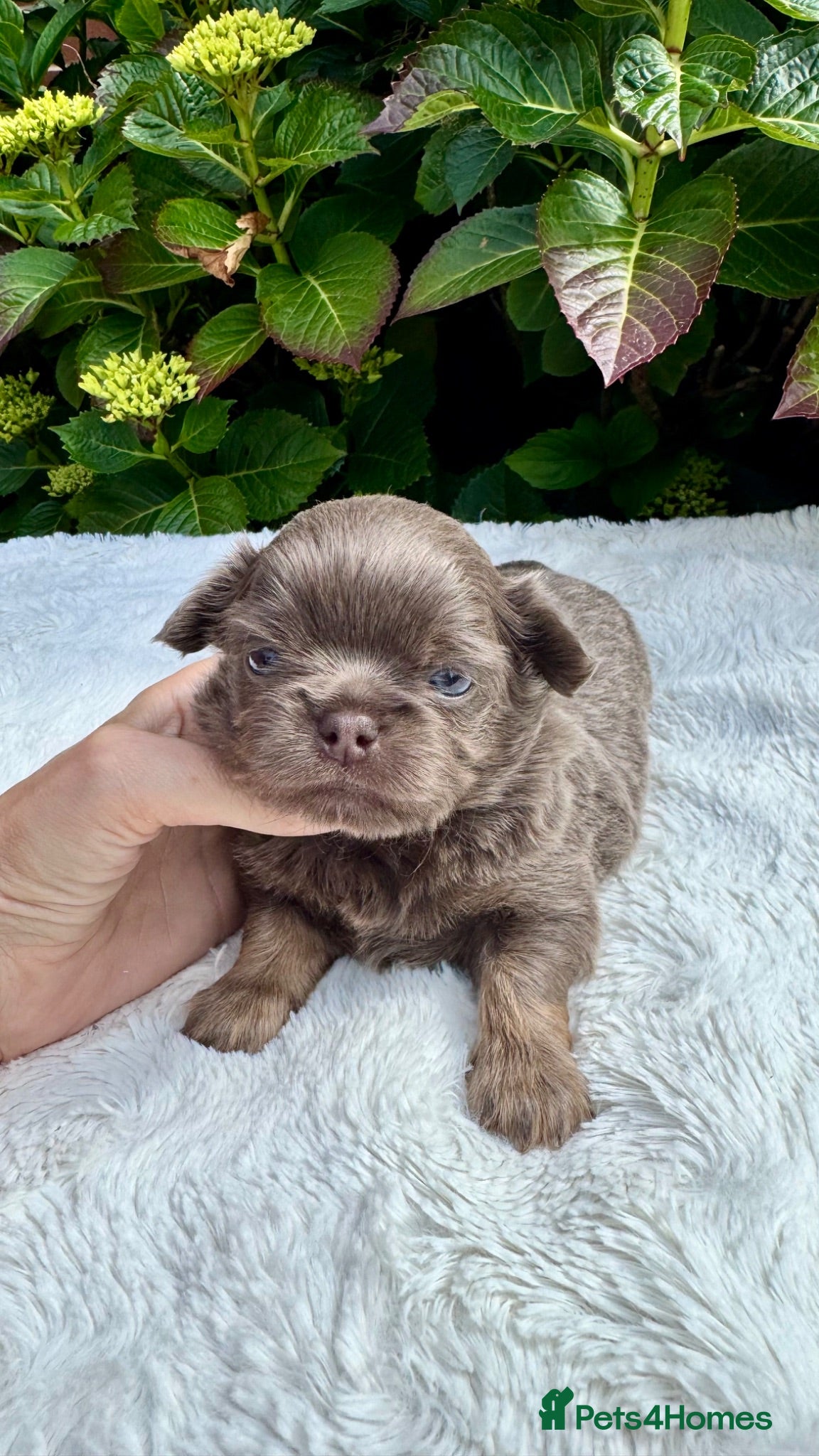 Chihuahua dogs 💜💙 Unique KC LC chihuahua boys 💜💙 - Advert 1