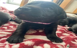 Labrador Retriever dogs for sale: KC Registered working Labrador puppies - Image 13