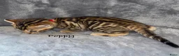 Bengal cats for sale: 🎬 Little Leopard Diaries | TICA Bengal Kittens 🌟 - Advert 18
