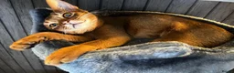 Abyssinian cats for sale: Champion line  - Advert 21