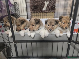 Shetland Sheepdog dogs Shetland sheepdog girl pups - Advert 1