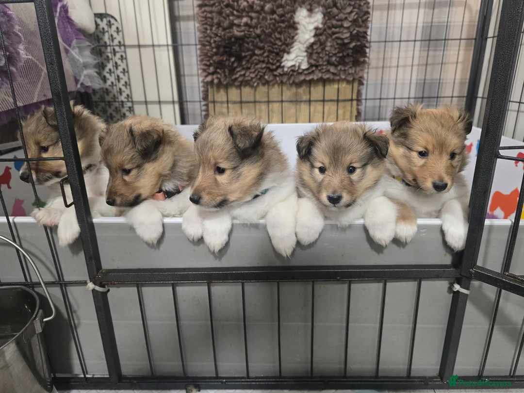 Shetland Sheepdog dogs for sale: 1 Shetland sheepdog puppy girl - Advert 2