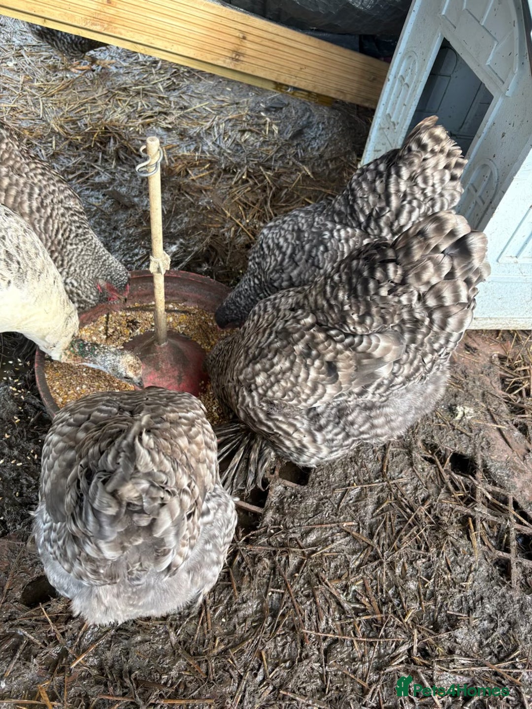 Chickens poultry for sale: Brahma  - Advert 3