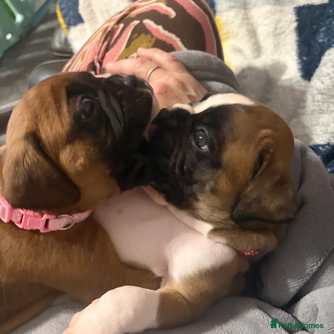 Boxer dogs for sale: Beautiful Boxer Puppies - Advert 26