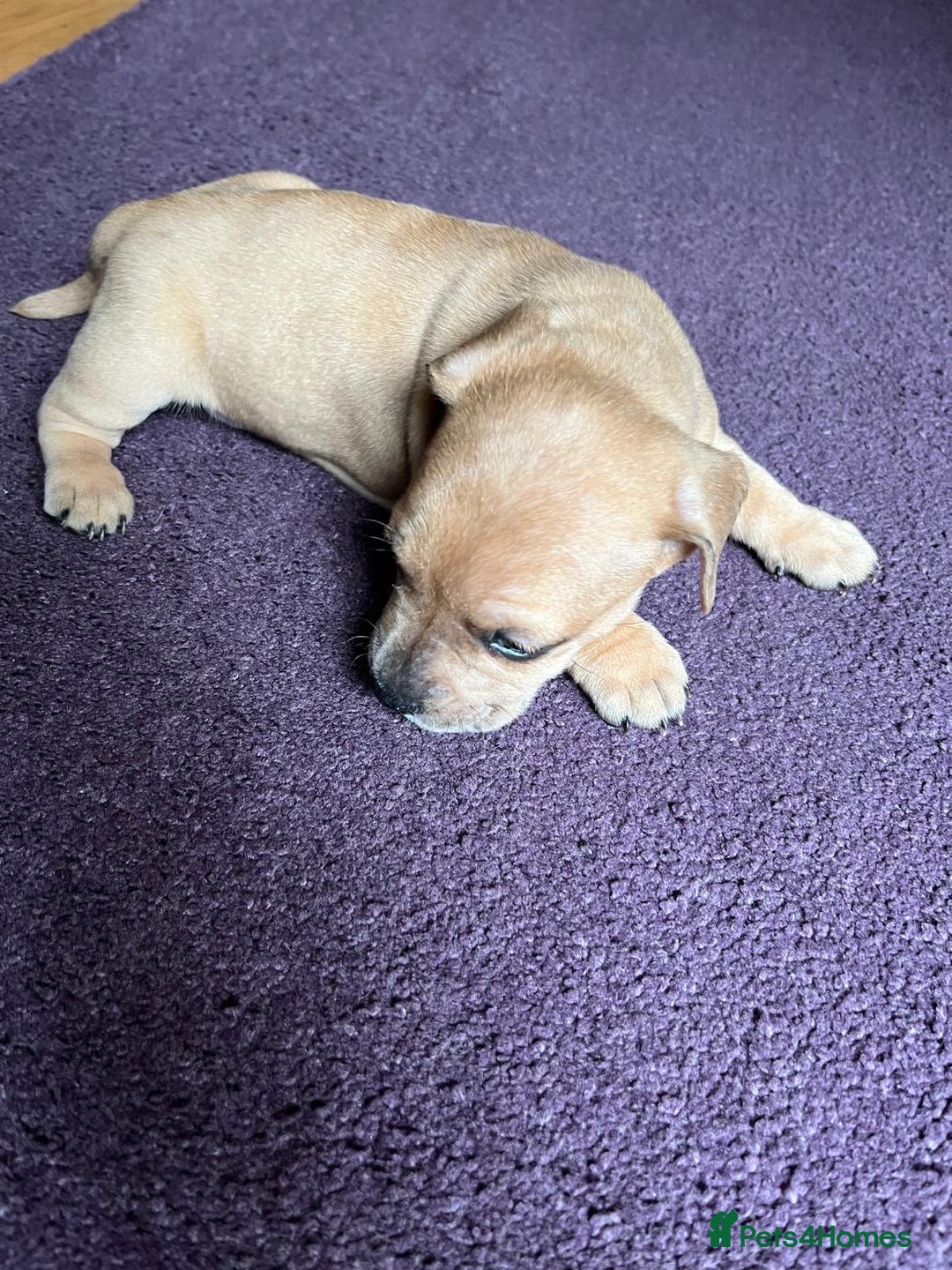 Mixed Breed dogs for sale: French wieners - Image 24