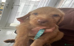 Hungarian Vizsla dogs for sale: KC Hungarian Wirehaired Vizsla Puppies  - Image 9