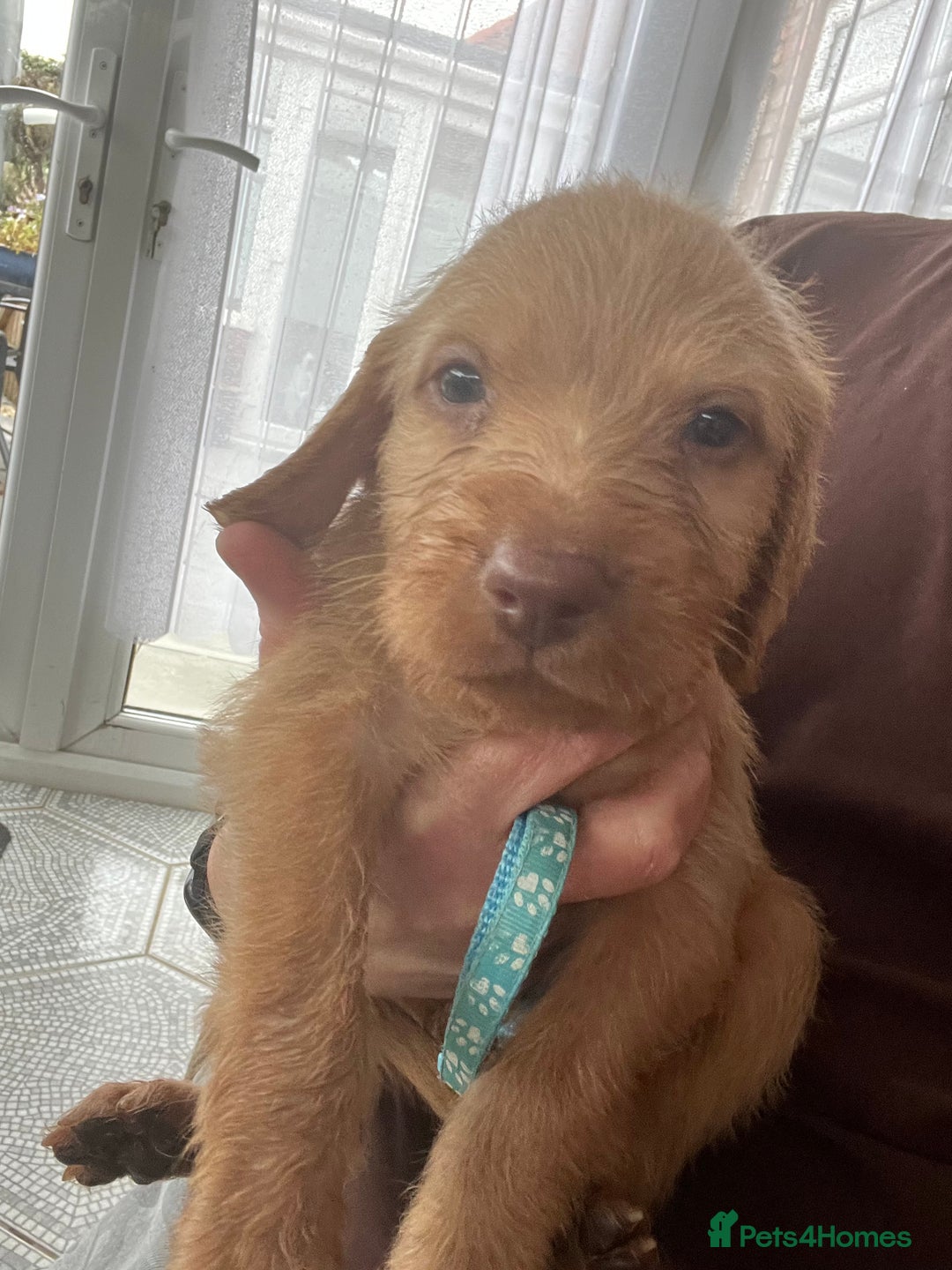 Hungarian Vizsla dogs for sale: KC Hungarian Wirehaired Vizsla Puppies  - Image 9
