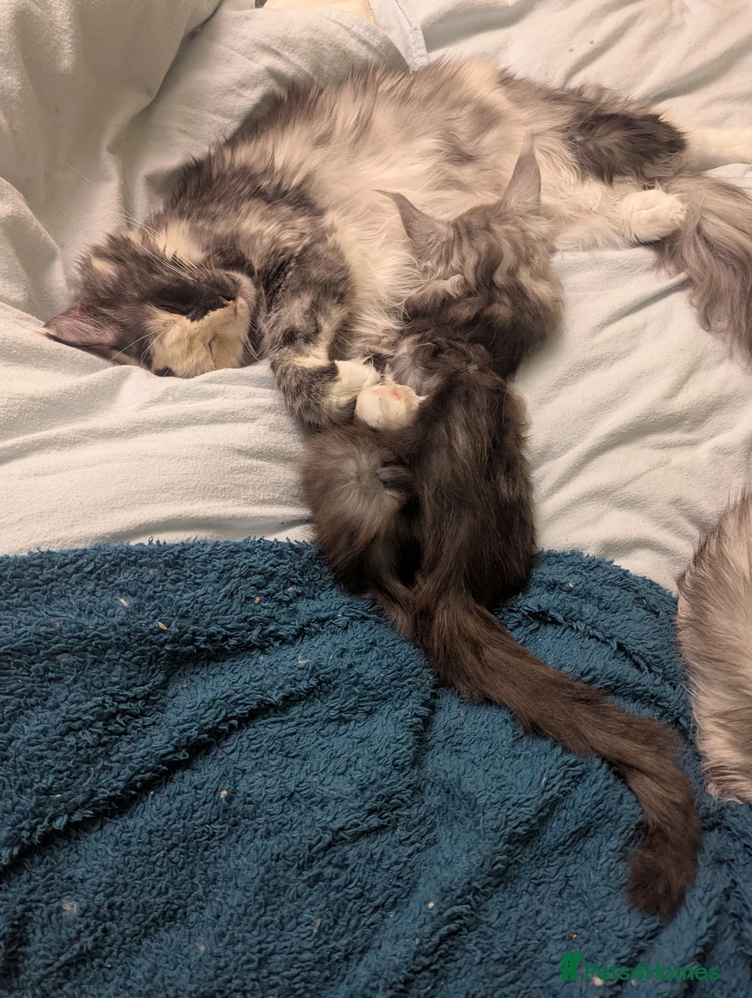 Maine Coon cats for sale: Pedigree Maine Coon kitten boy and girl  - Advert 18
