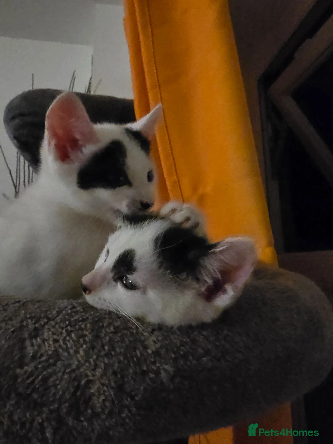 Mixed Breed cats for sale: Kittens - Advert 11