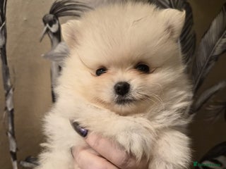 Pomeranian dogs Beautiful KC reg Pomeranians - Advert 10