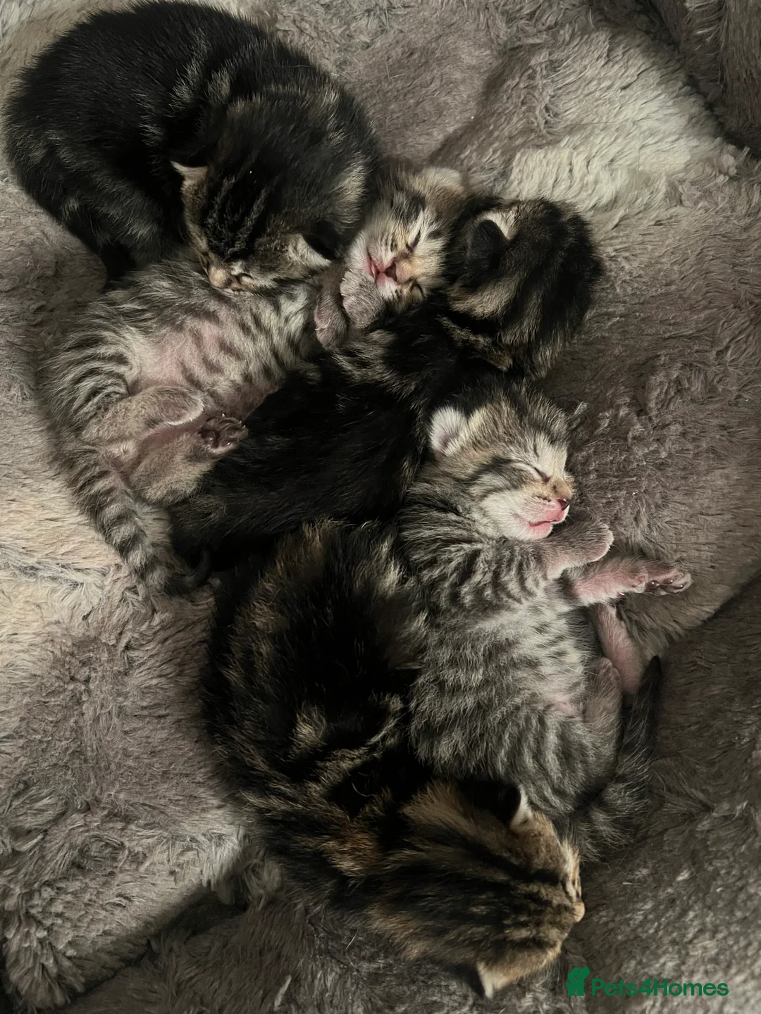 Domestic Shorthair cats for sale: Tabby tortoise shell domestic shorthair kittens - Advert 2