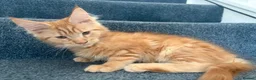 Maine Coon cats for sale: GCCF Registered Maine Coon kittens ❤️ - Advert 9
