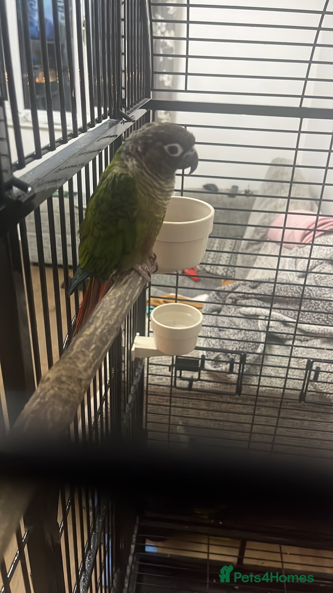 Conures birds Green Cheeked Conure Parrot - Advert 10