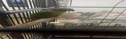 Conures birds for sale: Green Cheeked Conure Parrot - Advert 1