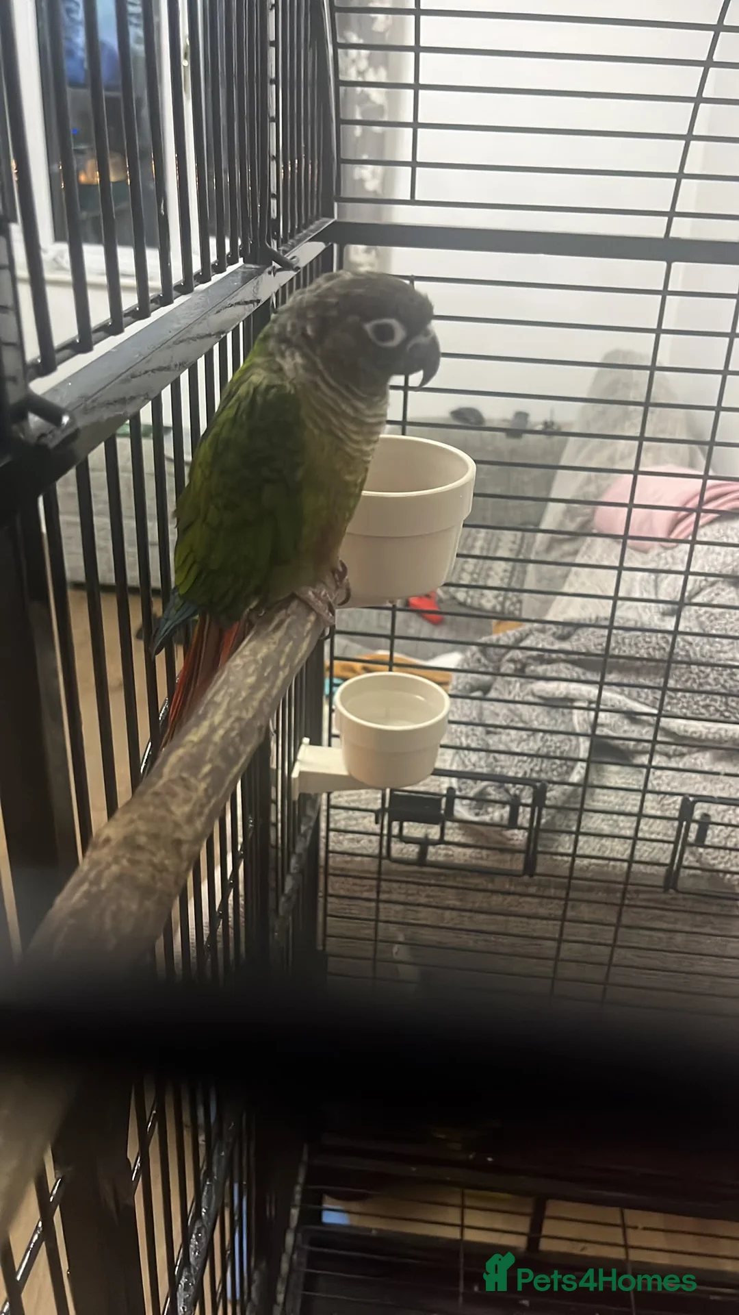 Conures birds for sale: Green Cheeked Conure Parrot - Advert 1