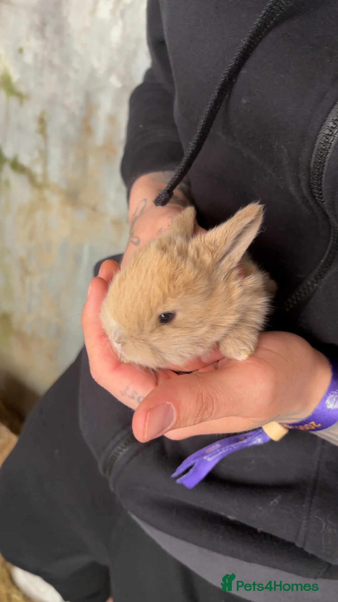 Mini Lop rabbits for sale: Mininlop - Advert 5